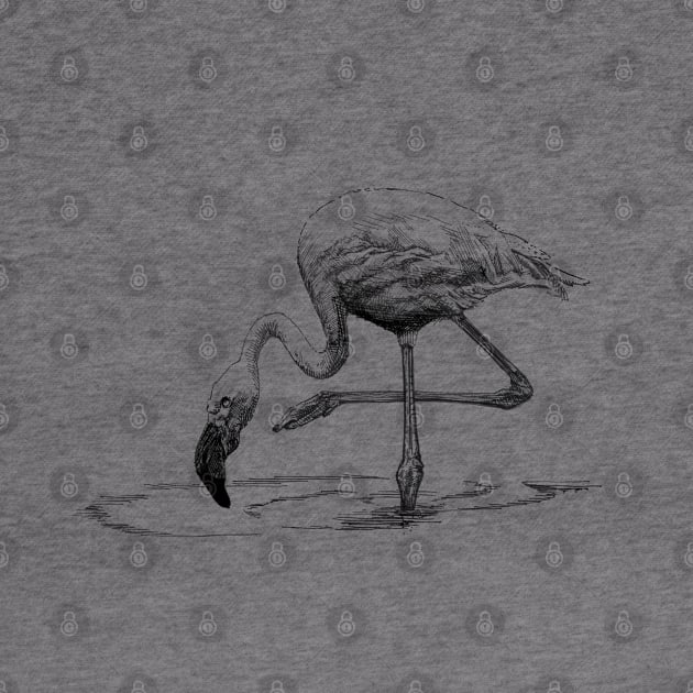 Flamingo Ink Drawing by Fireside Press